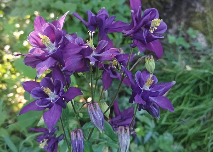 De Lavardin Semesterbostad *